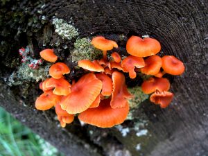 Group_of_orange_fungi