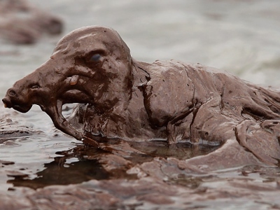 Sea bird post-oil spill