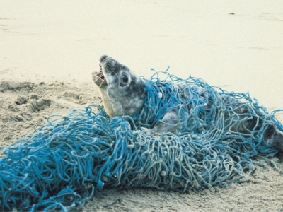 Seal caught up in net
