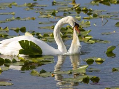 Swan choking on plastic bag