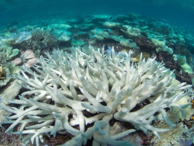 Bleached coral due to increased warming and acidity of the oceans