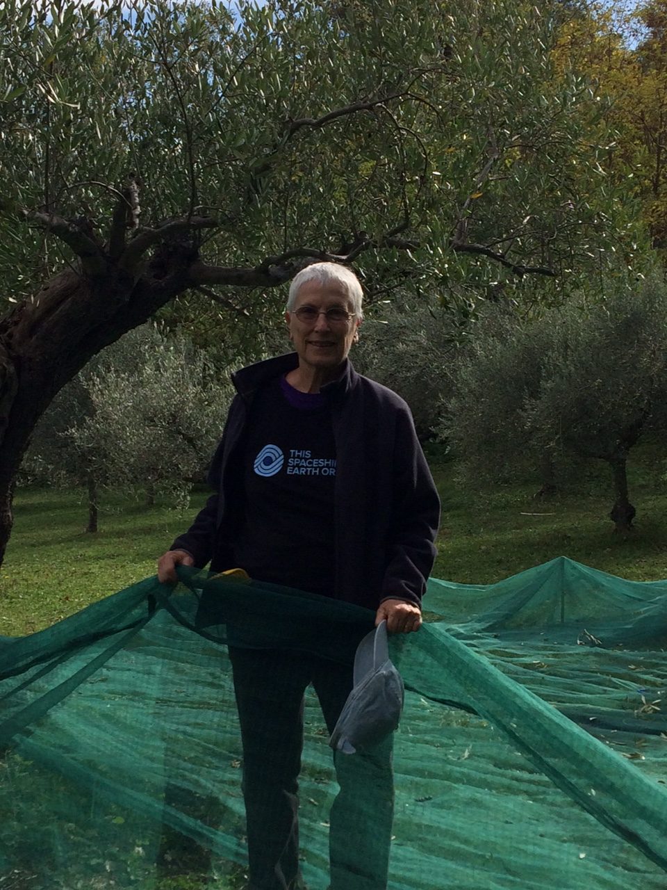 Olive Harvest, Italy